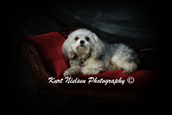 Pet Pictures Photographer
